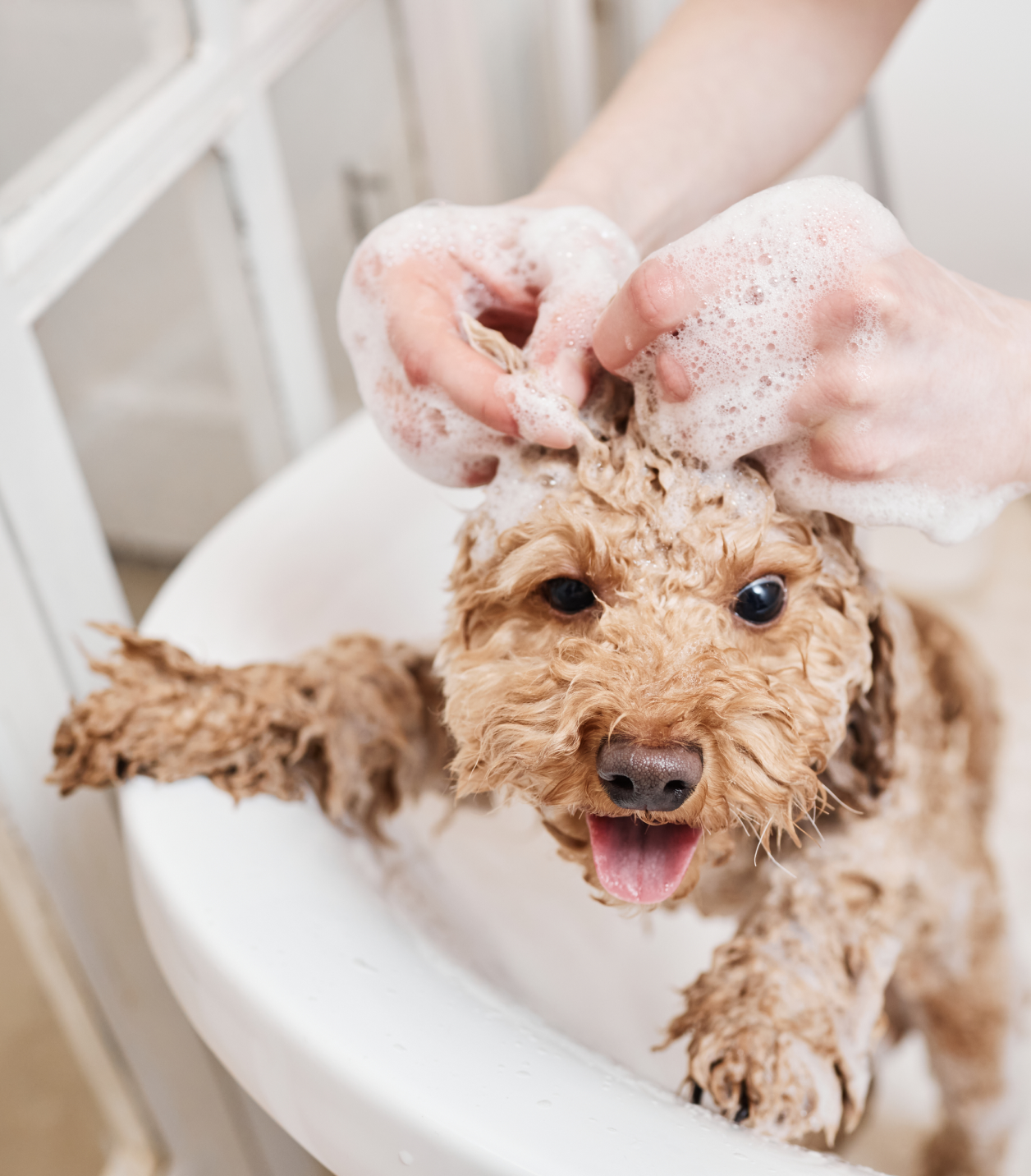 Citrus & Vanilla Pet Shampoo Bar