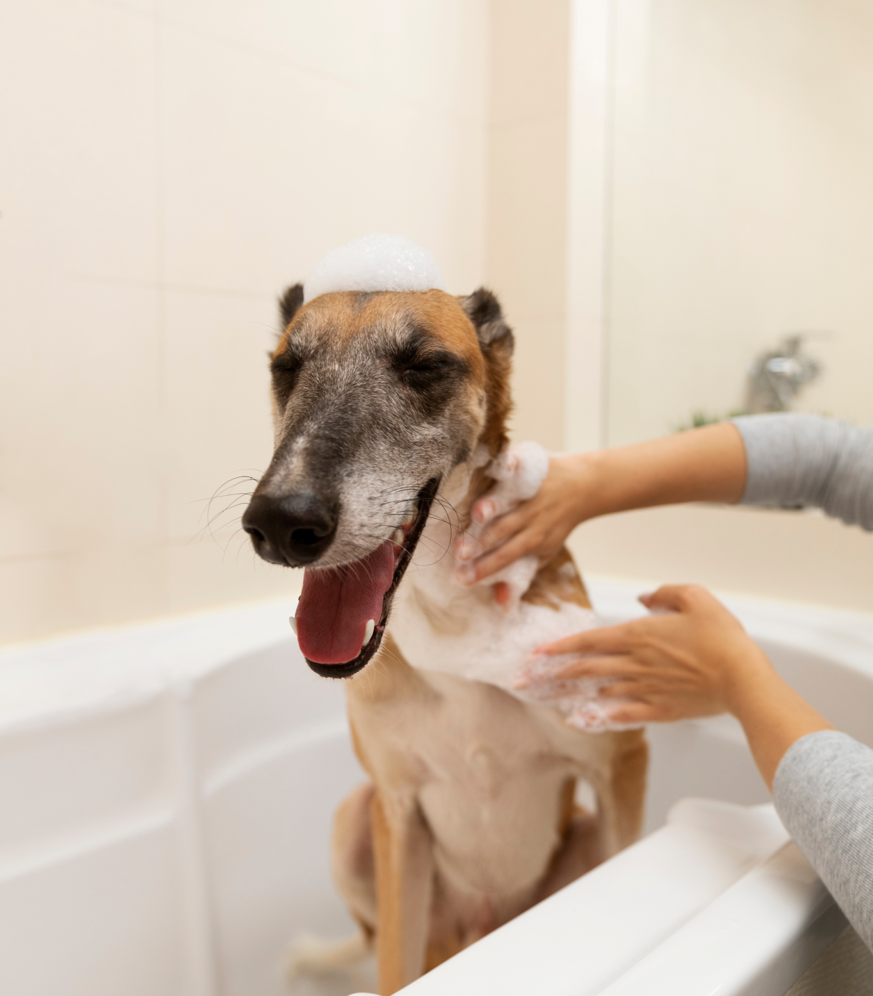 Fresh Lavender Pet Shampoo Bar